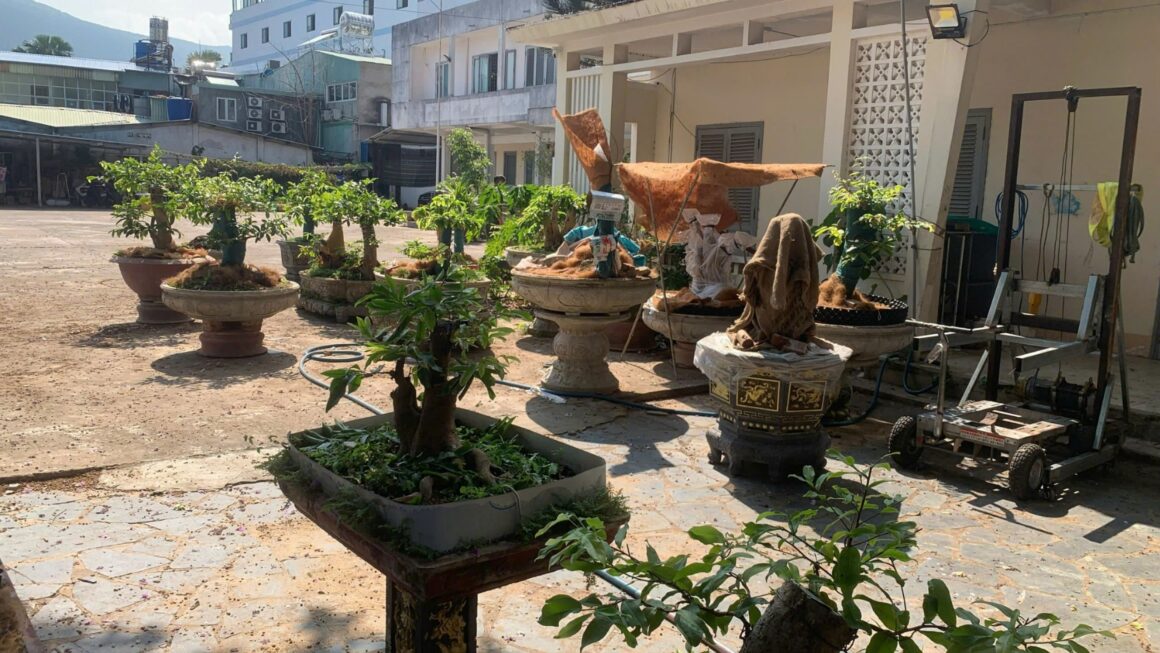 Vụ tịch thu mai: Sẽ điều chỉnh quyết định phạt, hoàn trả 21 gốc cây mai